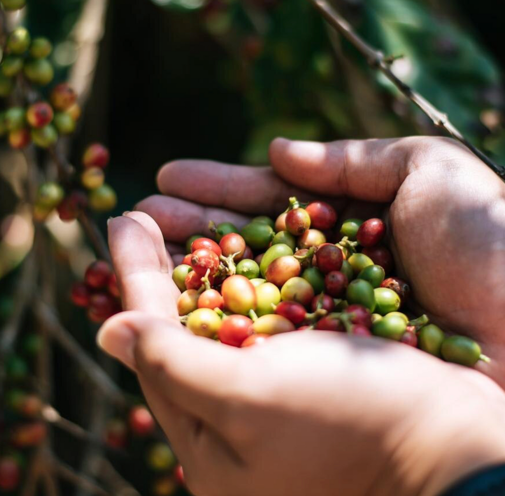 The Journey of Coffee: From Ancient Beans to Your Cup at Durango Joes